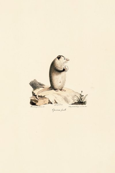  da Jacques Christophe Werner
