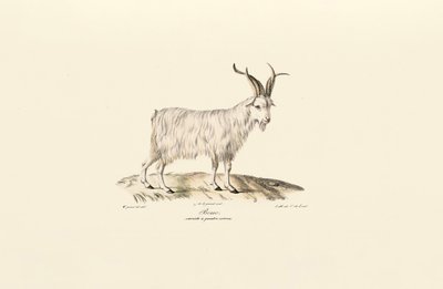 Capra domestica a quattro corna da Jacques Christophe Werner