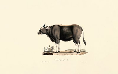  da Jacques Christophe Werner