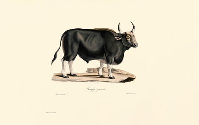  da Jacques Christophe Werner