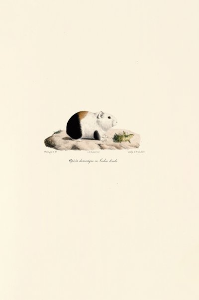  da Jacques Christophe Werner