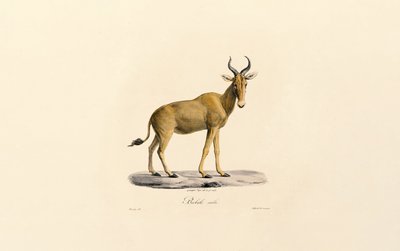  da Jacques Christophe Werner