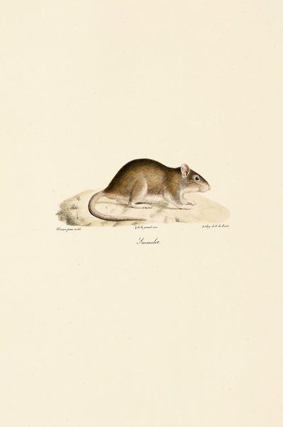  da Jacques Christophe Werner