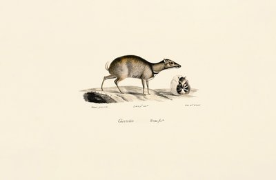 Cervo minore (Tragulus kanchil) da Jacques Christophe Werner