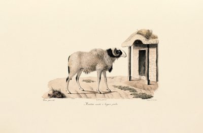 da Jacques Christophe Werner