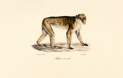 da Jacques Christophe Werner