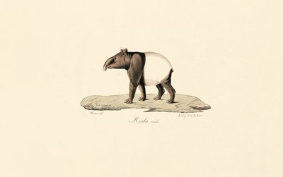 Tapiro malese da Jacques Christophe Werner
