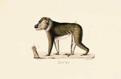 Maschio di babbuino Gelada da Jacques Christophe Werner