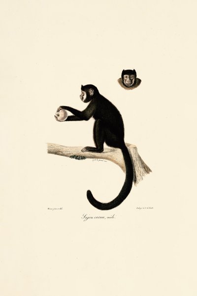  da Jacques Christophe Werner