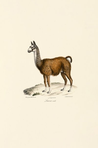  da Jacques Christophe Werner