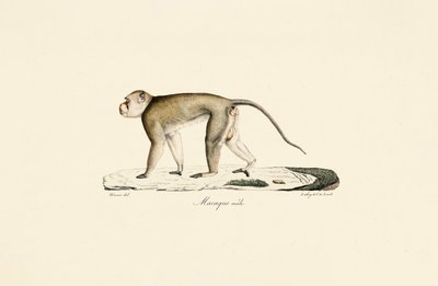  da Jacques Christophe Werner