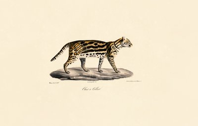  da Jacques Christophe Werner