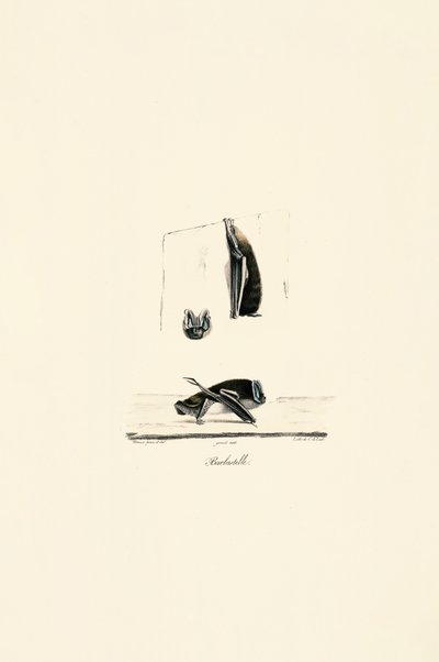  da Jacques Christophe Werner