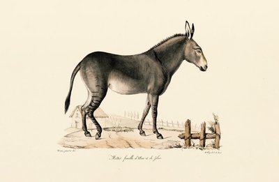  da Jacques Christophe Werner