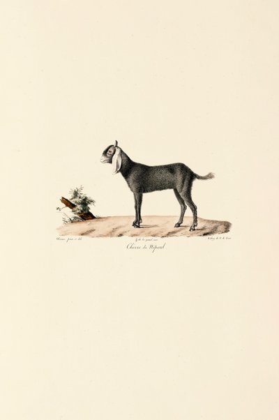  da Jacques Christophe Werner