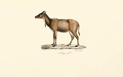  da Jacques Christophe Werner