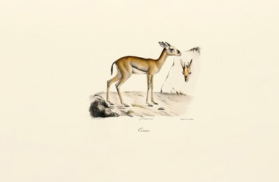  da Jacques Christophe Werner