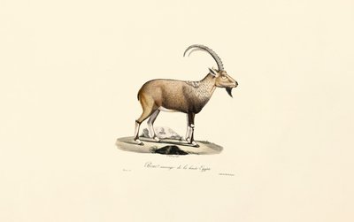  da Jacques Christophe Werner