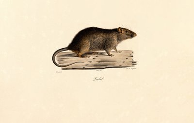  da Jacques Christophe Werner