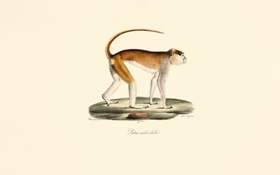  da Jacques Christophe Werner