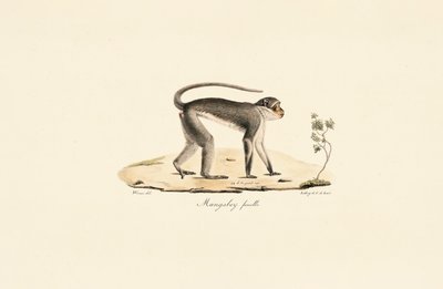  da Jacques Christophe Werner