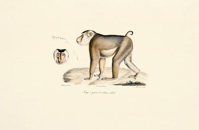  da Jacques Christophe Werner