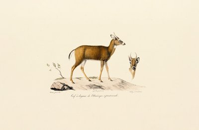  da Jacques Christophe Werner