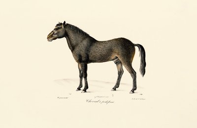  da Jacques Christophe Werner