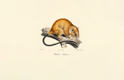  da Jacques Christophe Werner