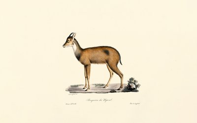  da Jacques Christophe Werner
