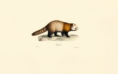 Panda rosso (Ailurus fulgens) da Jacques Christophe Werner