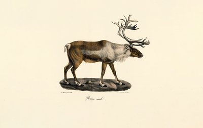 Renna (maschio) da Jacques Christophe Werner