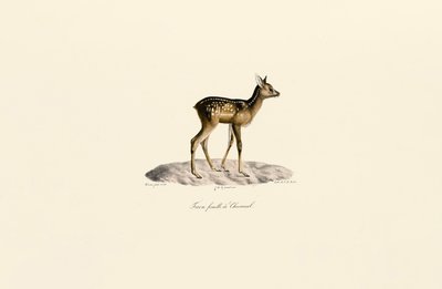 Capriolo Cerbiatto da Jacques Christophe Werner