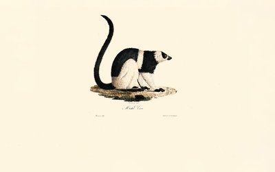 Lemure arruffato da Jacques Christophe Werner