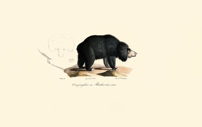 Orso bradipo (Vecchio orso giocoliere) da Jacques Christophe Werner