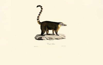 Coati sudamericani (Nasua nasua) da Jacques Christophe Werner