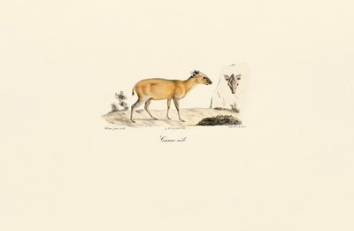  da Jacques Christophe Werner
