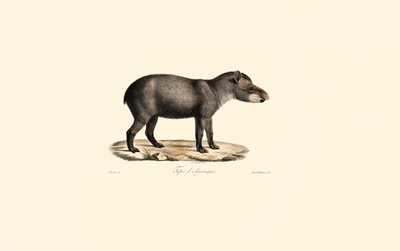 Tapiro sudamericano da Jacques Christophe Werner