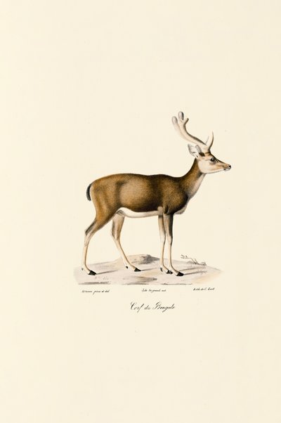 Cervo di palude da Jacques Christophe Werner