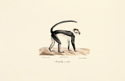  da Jacques Christophe Werner