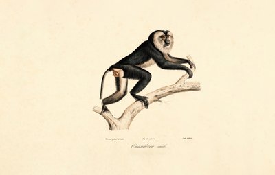  da Jacques Christophe Werner