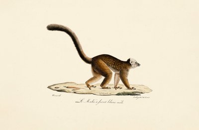  da Jacques Christophe Werner