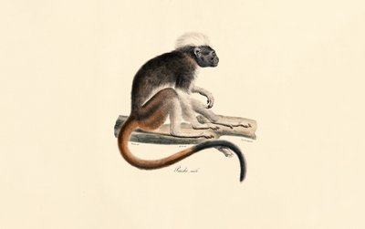  da Jacques Christophe Werner