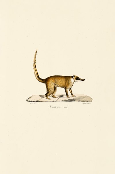 da Jacques Christophe Werner