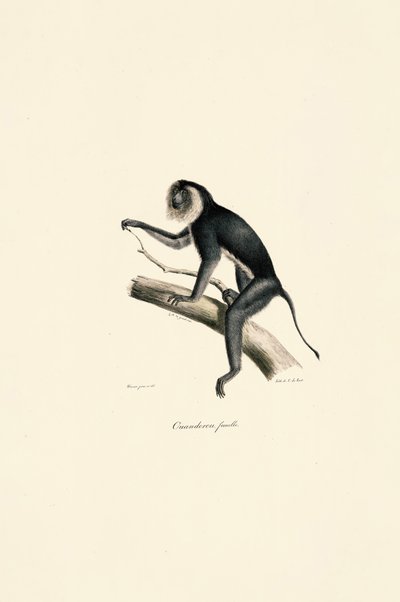  da Jacques Christophe Werner