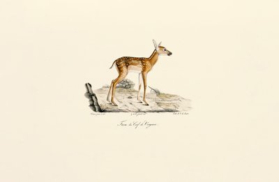 Cervo dalla coda bianca - Cerbiatto da Jacques Christophe Werner