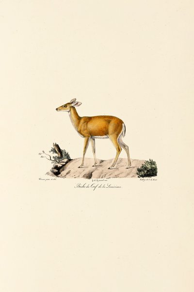 Cervo dalla coda bianca da Jacques Christophe Werner