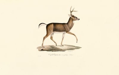 da Jacques Christophe Werner