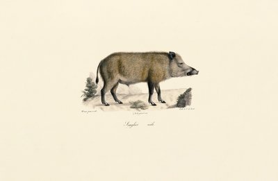  da Jacques Christophe Werner
