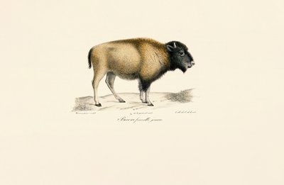 Giovane bisonte americano da Jacques Christophe Werner